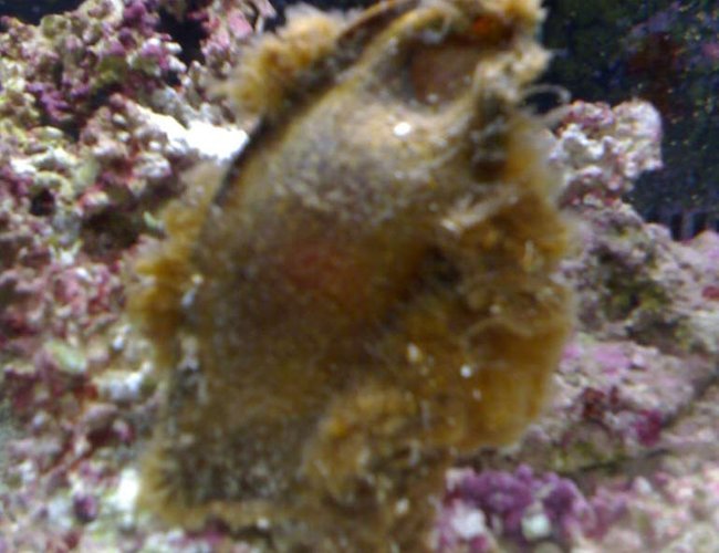 saltwater fish - chiloscyllium sp. - shark egg stocking in 9 gallons tank - My expected Bamboo Catshark. When back lit with a flash light, you can see him swimming around inside his protective egg casing. I have a 380 gallon established tank, that was bought entirely for him, awaiting his arrival. He will share the tank with just live rock aquascaped to his natural environment. He is currently being incubated in an 8 gallon Oceanic Bio Cube. saltwater fish - chiloscyllium sp. - shark egg stocking in 9 gallons tank - My expected Bamboo Catshark. When back lit with a flash light, you can see him swimming around inside his protective egg casing. I have a 380 gallon established tank, that was bought entirely for him, awaiting his arrival. He will share the tank with just live rock aquascaped to his natural environment. He is currently being incubated in an 8 gallon Oceanic Bio Cube.