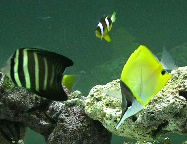 saltwater fish - zebrasoma veliferum - sailfin tang stocking in 90 gallons tank - Compliments to Fish Of Eden for guiding me to a great start to my reef tank! saltwater fish - zebrasoma veliferum - sailfin tang stocking in 90 gallons tank - Compliments to Fish Of Eden for guiding me to a great start to my reef tank!