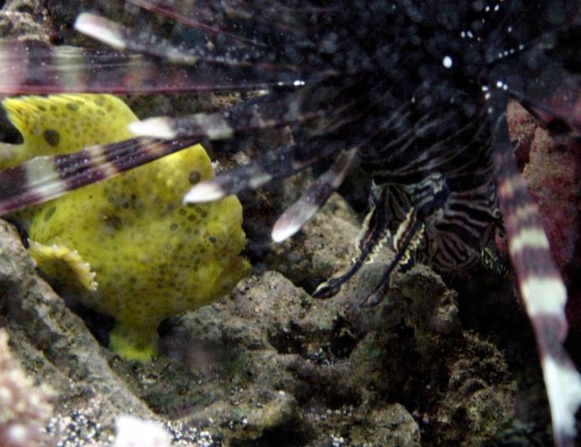saltwater fish - antennarius maculatus - yellow angler stocking in 50 gallons tank - Warty and Mofasa talk how big is too big to eat saltwater fish - antennarius maculatus - yellow angler stocking in 50 gallons tank - Warty and Mofasa talk how big is too big to eat