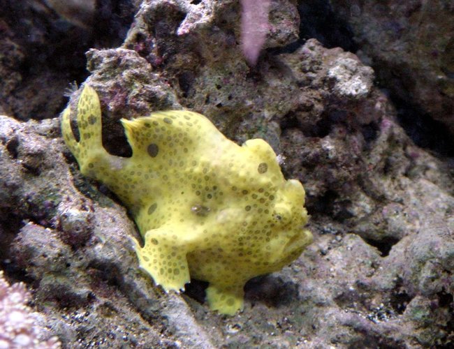 saltwater fish - antennarius maculatus - yellow angler stocking in 50 gallons tank - warty saltwater fish - antennarius maculatus - yellow angler stocking in 50 gallons tank - warty