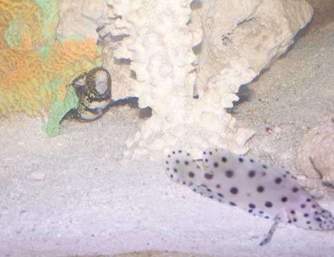 saltwater fish - cromileptes altivelis - panther grouper stocking in 110 gallons tank - My eel and grouper. saltwater fish - cromileptes altivelis - panther grouper stocking in 110 gallons tank - My eel and grouper.