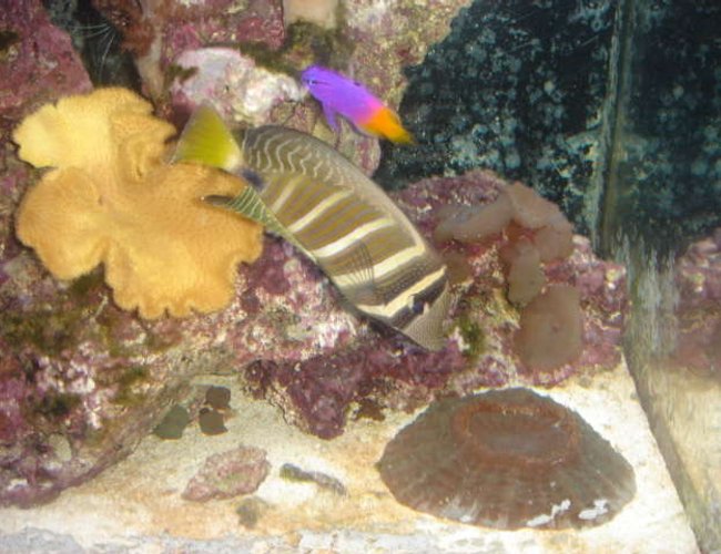 saltwater fish - zebrasoma veliferum - sailfin tang stocking in 120 gallons tank - Close-up saltwater fish - zebrasoma veliferum - sailfin tang stocking in 120 gallons tank - Close-up
