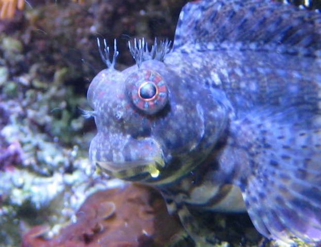 saltwater fish - salarias fasciatus - sailfin/algae blenny stocking in 65 gallons tank - Lawnmower Blenny saltwater fish - salarias fasciatus - sailfin/algae blenny stocking in 65 gallons tank - Lawnmower Blenny