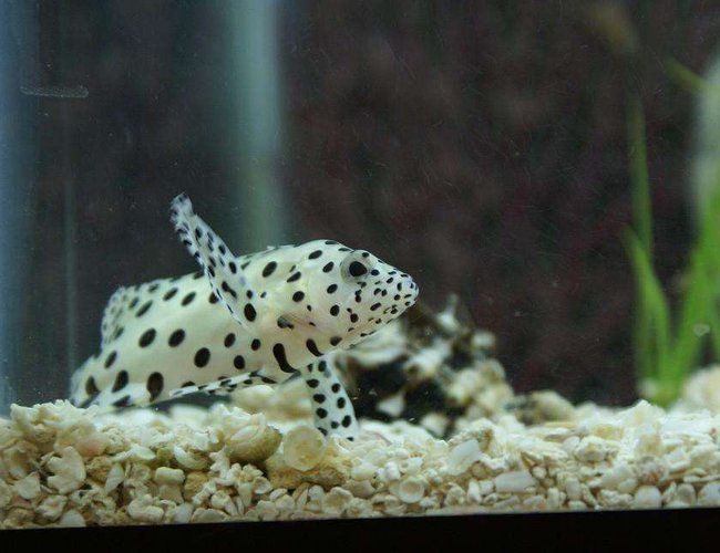 saltwater fish - cromileptes altivelis - panther grouper stocking in 20 gallons tank - I had this guy for awile but i wanted more than one fish and with the grouper thats about all i could have a in a 20g tank. I eventually gave him away. saltwater fish - cromileptes altivelis - panther grouper stocking in 20 gallons tank - I had this guy for awile but i wanted more than one fish and with the grouper thats about all i could have a in a 20g tank. I eventually gave him away.