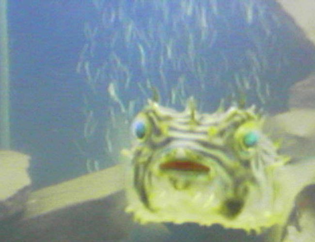 saltwater fish - chilomycterus schoepfi - spiny box puffer stocking in 75 gallons tank - boxpuffer saltwater fish - chilomycterus schoepfi - spiny box puffer stocking in 75 gallons tank - boxpuffer