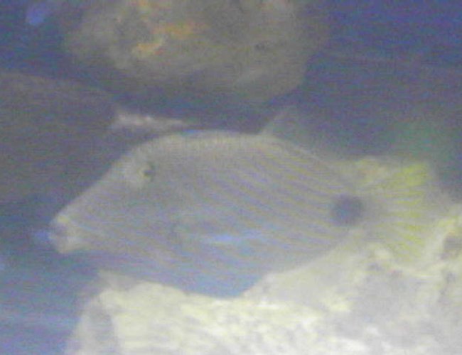 saltwater fish - balistapus undulatus - undulate triggerfish stocking in 75 gallons tank - undulated trigger saltwater fish - balistapus undulatus - undulate triggerfish stocking in 75 gallons tank - undulated trigger