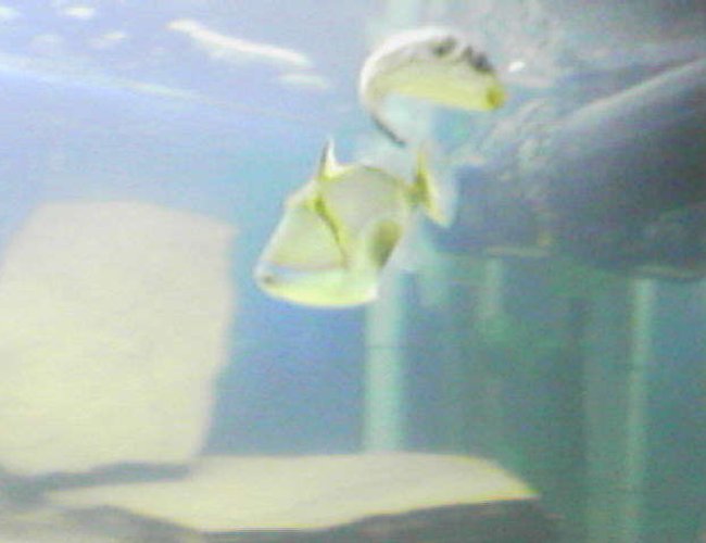 saltwater fish - rhinecanthus verrucosus - bursa triggerfish stocking in 75 gallons tank - Bursa Trigger/Striped puffer saltwater fish - rhinecanthus verrucosus - bursa triggerfish stocking in 75 gallons tank - Bursa Trigger/Striped puffer