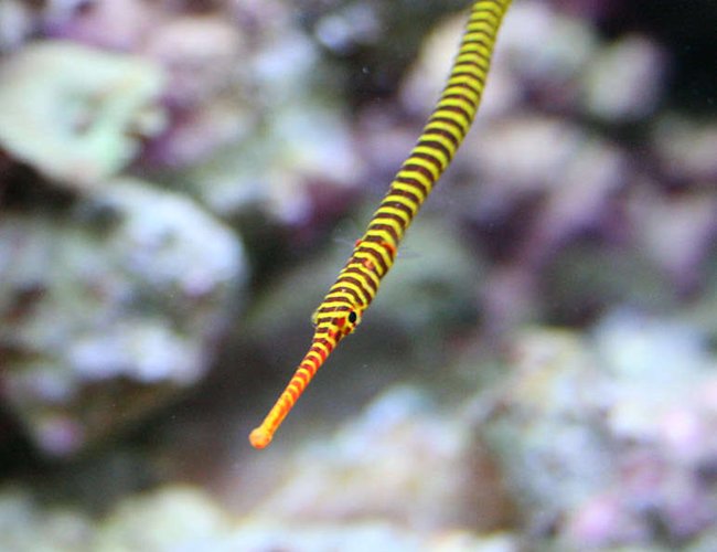 saltwater fish - doriorhamphus dactyliophorus - banded pipefish stocking in 210 gallons tank - My Many Banded Pipe Fish saltwater fish - doriorhamphus dactyliophorus - banded pipefish stocking in 210 gallons tank - My Many Banded Pipe Fish