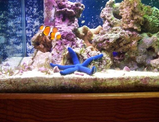 saltwater fish - amphiprion percula - true percula clownfish stocking in 125 gallons tank - My Clown checking out the new addition saltwater fish - amphiprion percula - true percula clownfish stocking in 125 gallons tank - My Clown checking out the new addition