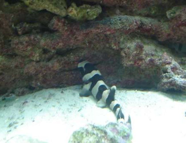 saltwater fish - chiloscyllium punctatum - cat shark, black banded stocking in 75 gallons tank - baby shark born 9/2/07 saltwater fish - chiloscyllium punctatum - cat shark, black banded stocking in 75 gallons tank - baby shark born 9/2/07