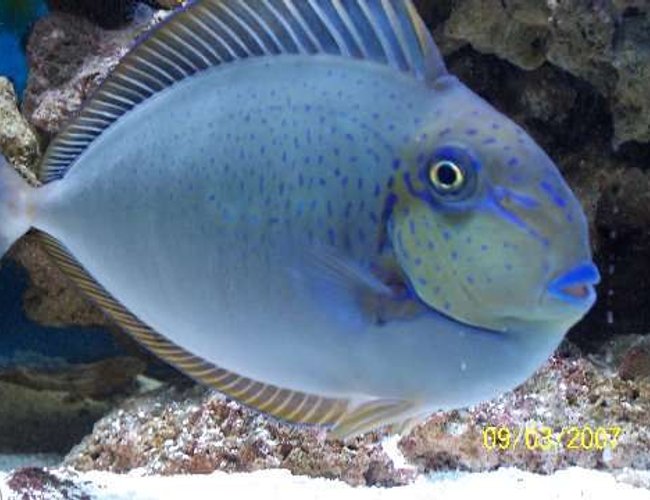 saltwater fish - naso vlamingii - vlamingii tang stocking in 75 gallons tank - The Vlamingii Tang, also known as the Vlaming's Unicornfish, or Bignose Unicornfish, has a brown to purple body color when an adult. In the juvenile, The color graduates from lighter, dorsaly, to darker, ventrally. It has vertical markings on the body and blue highlights. The dorsal fin, anal fin, tail, and face are all sparingly detailed in a brilliant bright blue. saltwater fish - naso vlamingii - vlamingii tang stocking in 75 gallons tank - The Vlamingii Tang, also known as the Vlaming's Unicornfish, or Bignose Unicornfish, has a brown to purple body color when an adult. In the juvenile, The color graduates from lighter, dorsaly, to darker, ventrally. It has vertical markings on the body and blue highlights. The dorsal fin, anal fin, tail, and face are all sparingly detailed in a brilliant bright blue.
