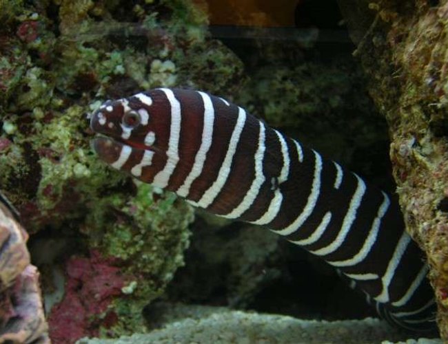 saltwater fish - gymnomuraena zebra - zebra moray eel stocking in 48 gallons tank - African Zebra Moray Eel at 40cm saltwater fish - gymnomuraena zebra - zebra moray eel stocking in 48 gallons tank - African Zebra Moray Eel at 40cm