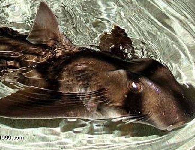 saltwater fish - heterodontus portusjacksoni - port jackson shark stocking in 250 gallons tank - MY PORT JACKSON saltwater fish - heterodontus portusjacksoni - port jackson shark stocking in 250 gallons tank - MY PORT JACKSON