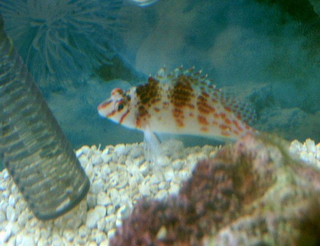 saltwater fish - cirrhitichthys falco - falco hawkfish stocking in 75 gallons tank - dotty hawk saltwater fish - cirrhitichthys falco - falco hawkfish stocking in 75 gallons tank - dotty hawk