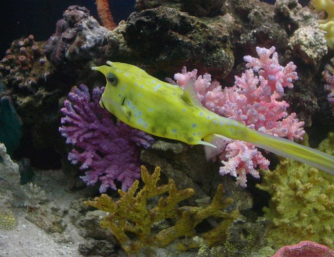 saltwater fish - lactoria cornuta - cowfish longhorn stocking in 125 gallons tank - my longhorn cowfish saltwater fish - lactoria cornuta - cowfish longhorn stocking in 125 gallons tank - my longhorn cowfish