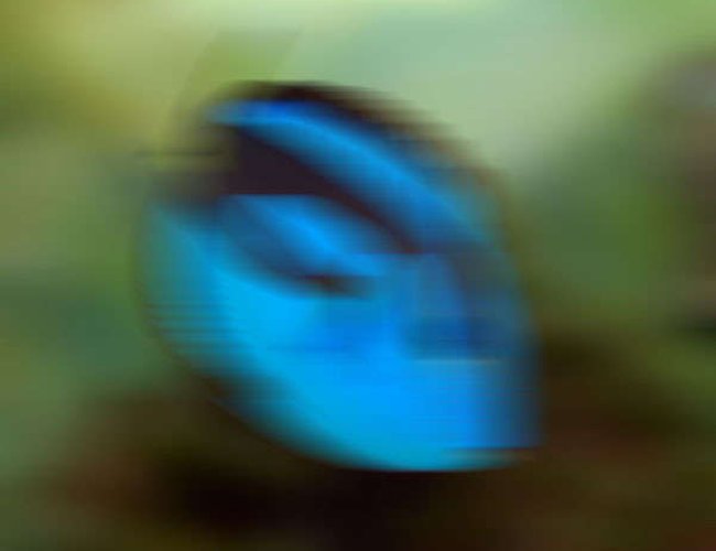 saltwater fish - paracanthurus hepatus - blue tang stocking in 120 gallons tank - Artistic Test Image saltwater fish - paracanthurus hepatus - blue tang stocking in 120 gallons tank - Artistic Test Image