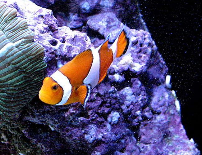 saltwater fish - amphiprion percula - true percula clownfish stocking in 120 gallons tank - False perc saltwater fish - amphiprion percula - true percula clownfish stocking in 120 gallons tank - False perc