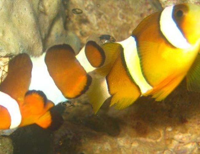 saltwater fish - amphiprion percula - percula clownfish stocking in 4 gallons tank - Percula Clownfish (Amphiprion Percula)
& Maroon Clownfish (Premnas Biaculeatus) saltwater fish - amphiprion percula - percula clownfish stocking in 4 gallons tank - Percula Clownfish (Amphiprion Percula)
& Maroon Clownfish (Premnas Biaculeatus)