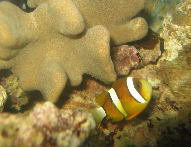 saltwater fish - amphiprion clarkii - clarkii clownfish stocking in 4 gallons tank - Maroon Clownfish saltwater fish - amphiprion clarkii - clarkii clownfish stocking in 4 gallons tank - Maroon Clownfish
