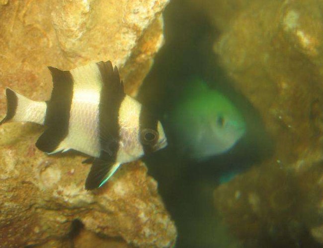 saltwater fish - dascyllus aruanus - three stripe damselfish stocking in 4 gallons tank - Three Striped Damsel vs Blue Green Chromis saltwater fish - dascyllus aruanus - three stripe damselfish stocking in 4 gallons tank - Three Striped Damsel vs Blue Green Chromis