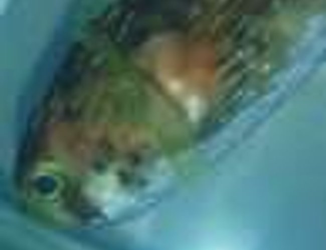 saltwater fish - diodon holocanthus - porcupine puffer stocking in 75 gallons tank - Our puffer.....Before getting stung by the lion fish. He ended up dying 3 days after getting stung. saltwater fish - diodon holocanthus - porcupine puffer stocking in 75 gallons tank - Our puffer.....Before getting stung by the lion fish. He ended up dying 3 days after getting stung.