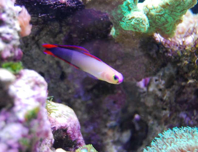 saltwater fish - nemateleotris decora - firefish, purple stocking in 15 gallons tank - Purple Fire Goby saltwater fish - nemateleotris decora - firefish, purple stocking in 15 gallons tank - Purple Fire Goby