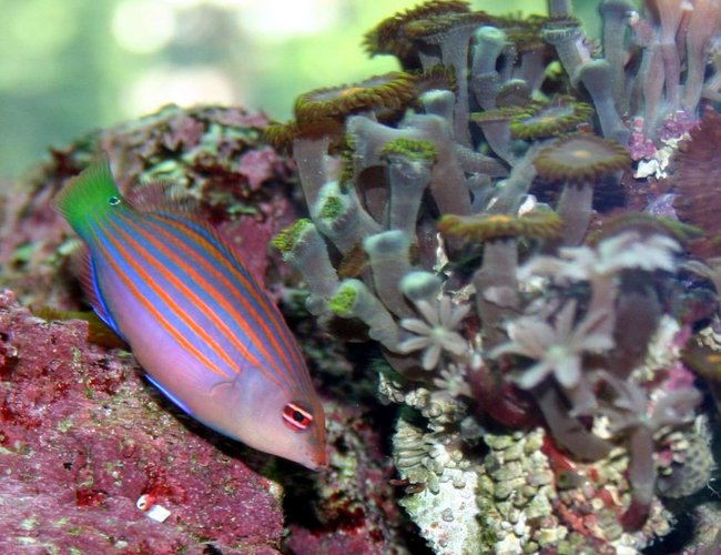saltwater fish - pseudocheilinus hexataenia - six line wrasse stocking in 120 gallons tank - dawrasse saltwater fish - pseudocheilinus hexataenia - six line wrasse stocking in 120 gallons tank - dawrasse