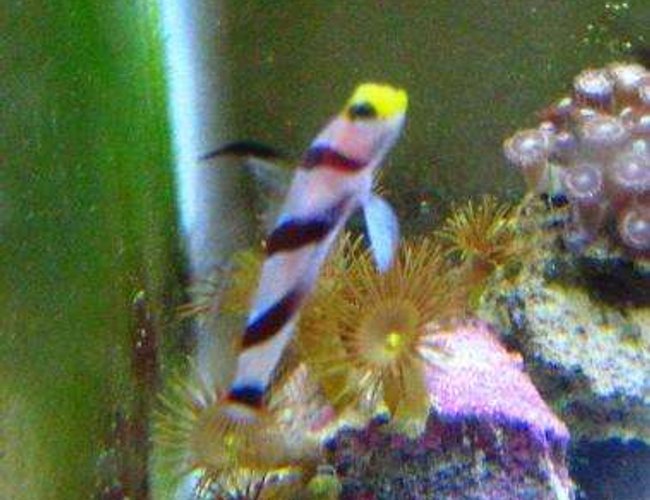 saltwater fish - stonogobiops nematodes - hi fin red banded goby stocking in 10 gallons tank - shrimp goby saltwater fish - stonogobiops nematodes - hi fin red banded goby stocking in 10 gallons tank - shrimp goby