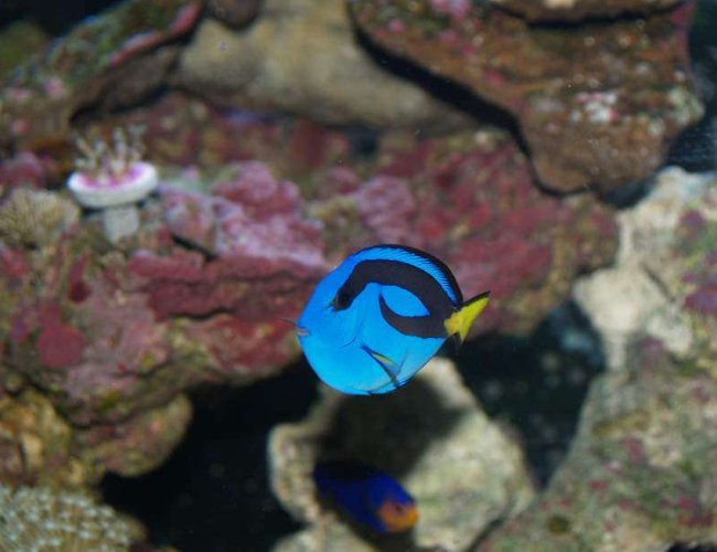 saltwater fish - paracanthurus hepatus - blue tang stocking in 72 gallons tank - Yellow Bellied Blue Tang saltwater fish - paracanthurus hepatus - blue tang stocking in 72 gallons tank - Yellow Bellied Blue Tang