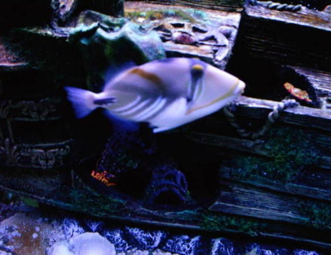 saltwater fish - rhinecanthus aculeatus - humu picasso triggerfish - Huma huma triggerfish
My picasso triggerfish "Bubba"
I no longer have this fish. After he took a chunk out of my finger I made the hard decision to sell him. I still miss him though....one of the few fish that I still think of. saltwater fish - rhinecanthus aculeatus - humu picasso triggerfish - Huma huma triggerfish
My picasso triggerfish "Bubba"
I no longer have this fish. After he took a chunk out of my finger I made the hard decision to sell him. I still miss him though....one of the few fish that I still think of.