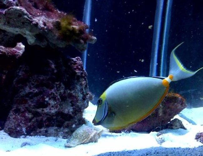 saltwater fish - naso lituratus - naso tang stocking in 125 gallons tank - naso tang w/ streamers 12" saltwater fish - naso lituratus - naso tang stocking in 125 gallons tank - naso tang w/ streamers 12"
