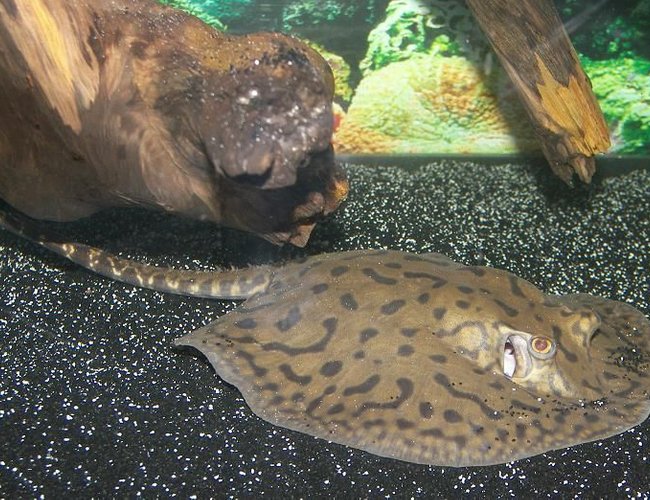 saltwater fish - urobatis halleri - round stingray stocking in 120 gallons tank - Peru Stingray Sold as a Yepezi. I love him.
If you look close enough at his pattern you may see happy and sad faces in the spots.
WHoever the dumbass is that put this stingray in the saltwater category, u suck.. THIS IS FRESHWATER FROM PERU.
FRESHWATER FISH THIS IS FROM SOUTH AMERICA saltwater fish - urobatis halleri - round stingray stocking in 120 gallons tank - Peru Stingray Sold as a Yepezi. I love him.
If you look close enough at his pattern you may see happy and sad faces in the spots.
WHoever the dumbass is that put this stingray in the saltwater category, u suck.. THIS IS FRESHWATER FROM PERU.
FRESHWATER FISH THIS IS FROM SOUTH AMERICA