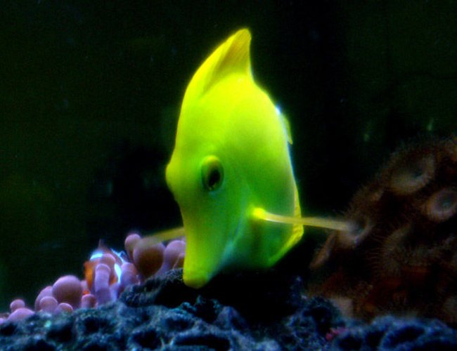 saltwater fish - zebrasoma flavescens - yellow tang - hawaii stocking in 150 gallons tank - a rare good shot of my Yellow Tang saltwater fish - zebrasoma flavescens - yellow tang - hawaii stocking in 150 gallons tank - a rare good shot of my Yellow Tang