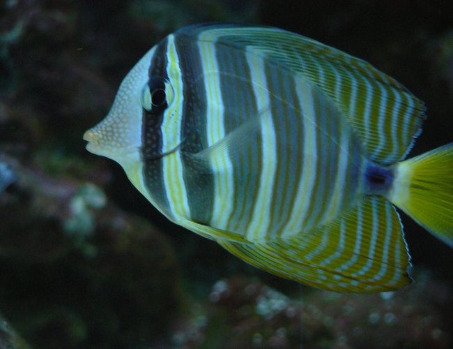 saltwater fish - zebrasoma desjardini - sailfin tang, desjardini stocking in 60 gallons tank - sailfin tang saltwater fish - zebrasoma desjardini - sailfin tang, desjardini stocking in 60 gallons tank - sailfin tang