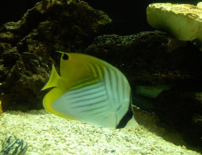 saltwater fish - chaetodon auriga - auriga butterflyfish stocking in 125 gallons tank - Auriga butterfly saltwater fish - chaetodon auriga - auriga butterflyfish stocking in 125 gallons tank - Auriga butterfly