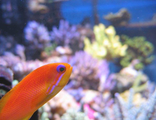 saltwater fish - pseudanthias squamipinnis - lyretail anthias stocking in 100 gallons tank - Pseudanthias squamipinnis female saltwater fish - pseudanthias squamipinnis - lyretail anthias stocking in 100 gallons tank - Pseudanthias squamipinnis female