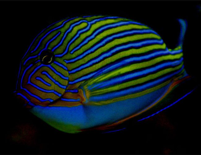 saltwater fish - acanthurus lineatus - clown tang stocking in 125 gallons tank - My favorite picture of my clown tang
It is at night under a blue moon light saltwater fish - acanthurus lineatus - clown tang stocking in 125 gallons tank - My favorite picture of my clown tang
It is at night under a blue moon light