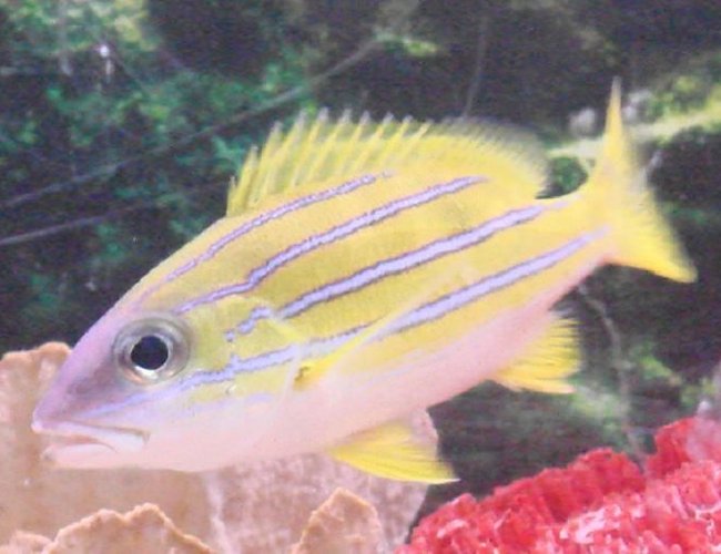 saltwater fish - lutjanus kasmira - bluestripe snapper stocking in 125 gallons tank - the snapper saltwater fish - lutjanus kasmira - bluestripe snapper stocking in 125 gallons tank - the snapper
