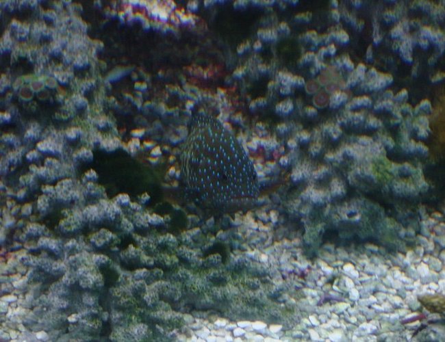 saltwater fish - cephalopholis argus - blue dot grouper stocking in 125 gallons tank - the grouper saltwater fish - cephalopholis argus - blue dot grouper stocking in 125 gallons tank - the grouper