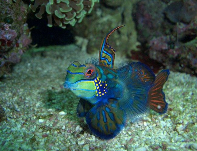 saltwater fish - synchiropus splendidus - green mandarin stocking in 60 gallons tank - my green mandarin,showing off. saltwater fish - synchiropus splendidus - green mandarin stocking in 60 gallons tank - my green mandarin,showing off.