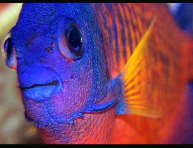 saltwater fish - centropyge bispinosa - coral beauty angelfish stocking in 35 gallons tank - Coral Beauty saltwater fish - centropyge bispinosa - coral beauty angelfish stocking in 35 gallons tank - Coral Beauty