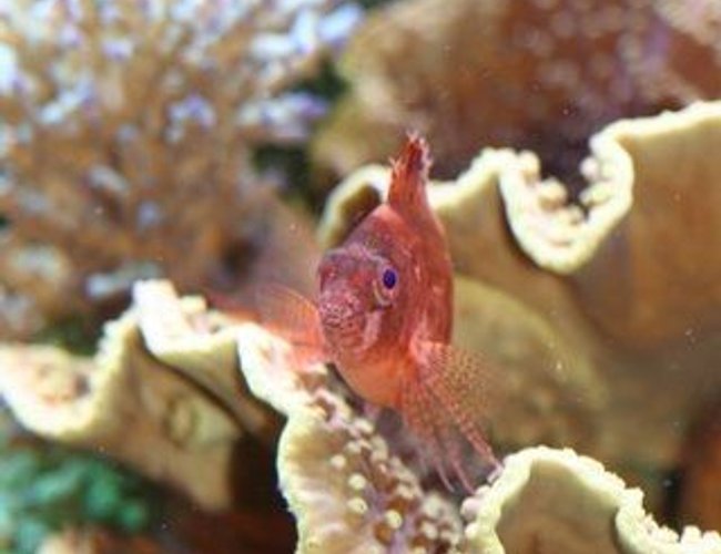 saltwater fish - cyprinocirrhites polyactus - red hawkfish stocking in 220 gallons tank - hawkfish saltwater fish - cyprinocirrhites polyactus - red hawkfish stocking in 220 gallons tank - hawkfish