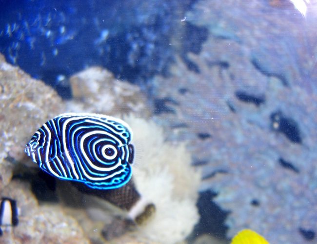 saltwater fish - pomacanthus imperator - imperator angelfish stocking in 54 gallons tank - Emperor AngelFish saltwater fish - pomacanthus imperator - imperator angelfish stocking in 54 gallons tank - Emperor AngelFish
