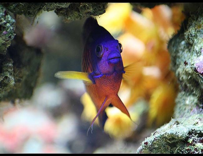 saltwater fish - centropyge bispinosa - coral beauty angelfish stocking in 35 gallons tank - Echo the coral beauty dwarf angel saltwater fish - centropyge bispinosa - coral beauty angelfish stocking in 35 gallons tank - Echo the coral beauty dwarf angel