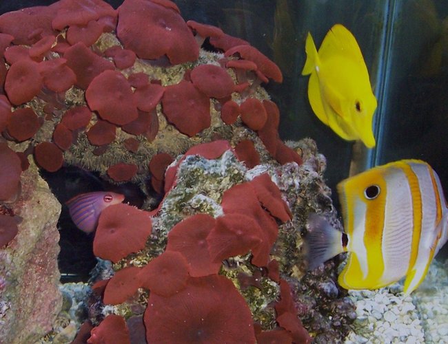 saltwater fish - zebrasoma flavescens - yellow tang - hawaii stocking in 55 gallons tank - my fish saltwater fish - zebrasoma flavescens - yellow tang - hawaii stocking in 55 gallons tank - my fish