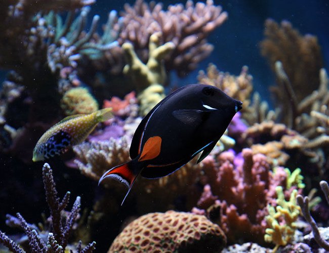saltwater fish - acanthurus achilles - achilles tang stocking in 210 gallons tank - achilles saltwater fish - acanthurus achilles - achilles tang stocking in 210 gallons tank - achilles