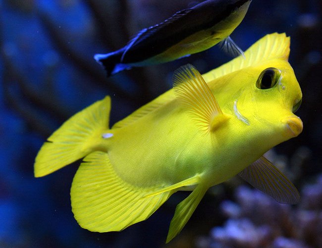 saltwater fish - zebrasoma flavescens - yellow tang - hawaii stocking in 210 gallons tank - clean me saltwater fish - zebrasoma flavescens - yellow tang - hawaii stocking in 210 gallons tank - clean me