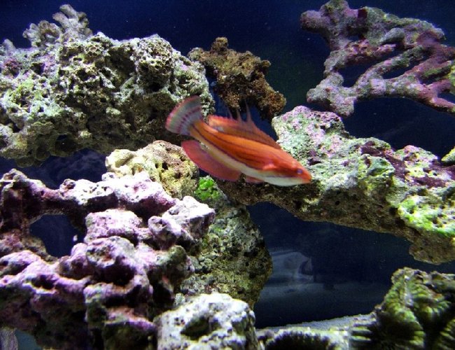 saltwater fish - cirrhilabrus cf temminckii - peacock flasher wrasse stocking in 40 gallons tank - Flasher wrasse saltwater fish - cirrhilabrus cf temminckii - peacock flasher wrasse stocking in 40 gallons tank - Flasher wrasse