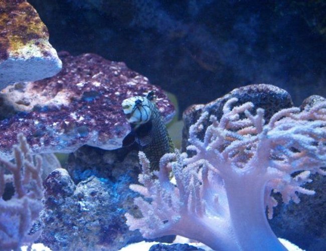 saltwater fish - novaculichthys taeniourus - dragon wrasse stocking in 140 gallons tank - dragon wrasse saltwater fish - novaculichthys taeniourus - dragon wrasse stocking in 140 gallons tank - dragon wrasse