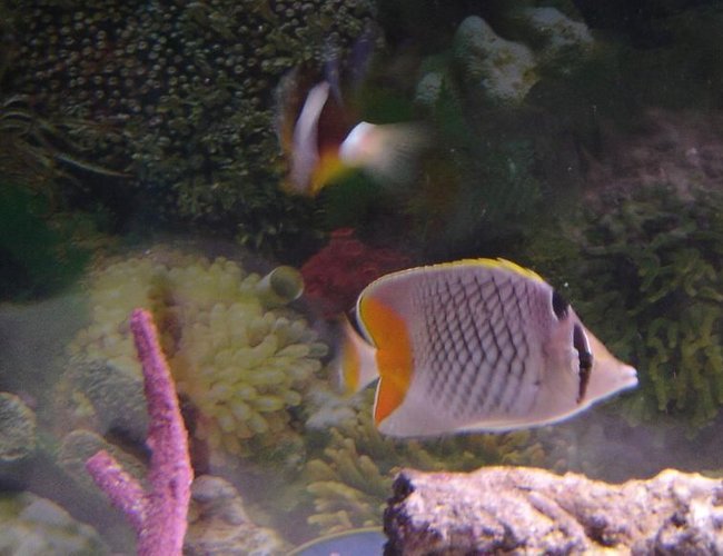 saltwater fish - chaetodon xanthurus - pearlscale butterfly stocking in 75 gallons tank - Pearlscale Butterfly and Clarkii saltwater fish - chaetodon xanthurus - pearlscale butterfly stocking in 75 gallons tank - Pearlscale Butterfly and Clarkii